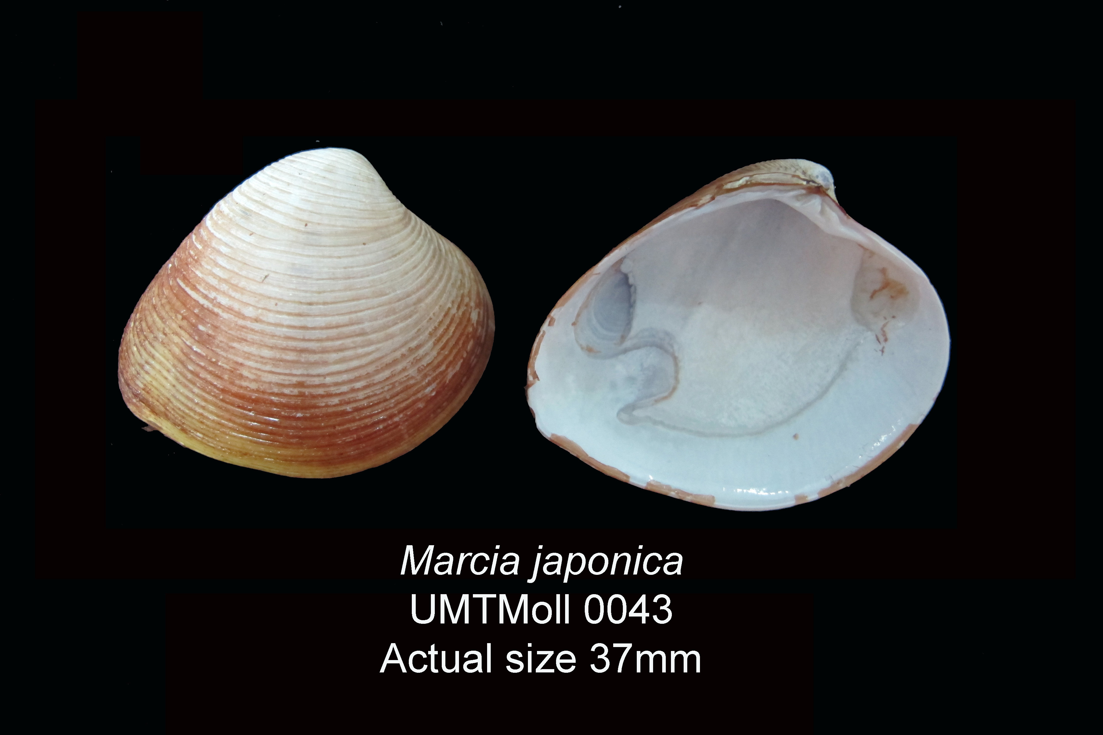 Specimen image